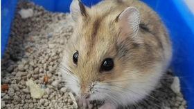 仓鼠吃哈密瓜的会怎么样,揭秘其营养与影响