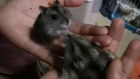 仓鼠吃哈密瓜的会怎么样,揭秘其营养与影响