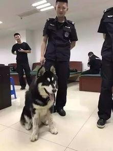 警犬吃瓜,瓜田里的神秘事件