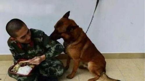 警犬吃瓜,瓜田里的神秘事件