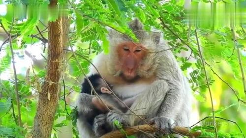 带你吃瓜野生猴子,揭秘森林里的欢乐时光