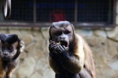 带你吃瓜野生猴子,揭秘森林里的欢乐时光