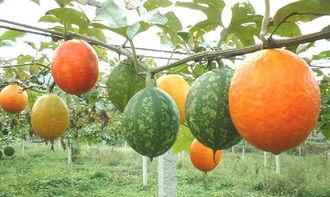 吊瓜可以怎么吃,多样吃法，尽享田园风味