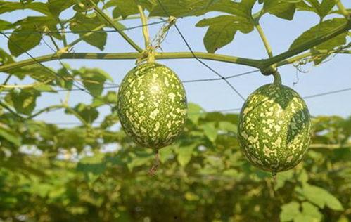 吊瓜可以怎么吃,多样吃法，尽享田园风味