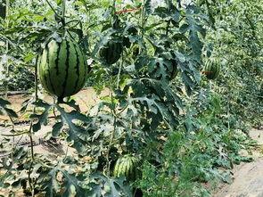 北京过年吃瓜,瓜果飘香迎新春