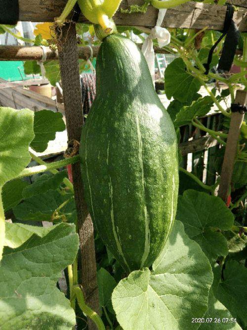 吃瓜吃的很快怎么形容,揭秘吃瓜群众的“快消”现象