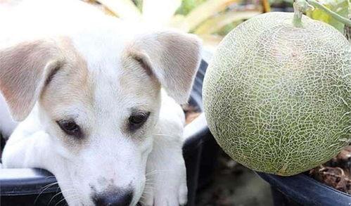 小狗狗可以吃哈密瓜吗