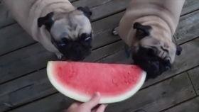 小狗狗可以吃哈密瓜吗
