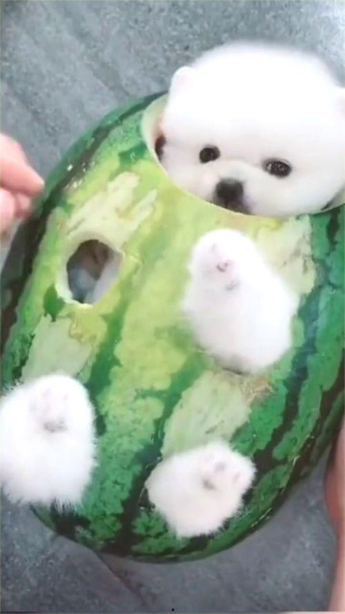 小狗狗可以吃哈密瓜吗
