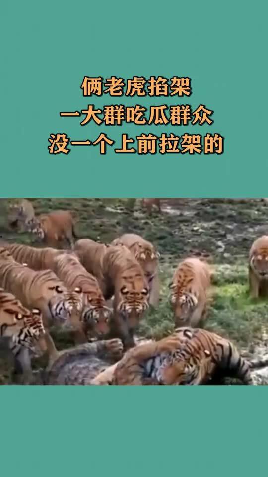 吃瓜虎崽,揭秘娱乐圈的幕后故事