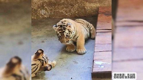 吃瓜虎崽,揭秘娱乐圈的幕后故事