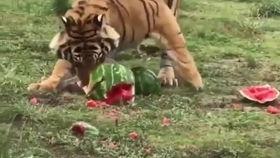 吃瓜虎崽,揭秘娱乐圈的幕后故事