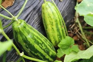 吃瓜图啥意思,揭秘“吃瓜图”背后的网络文化现象