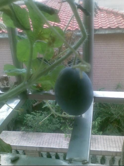 男子阳台吃瓜后续,男子阳台吃瓜背后的故事与启示