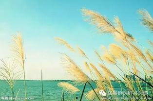 辟谷吃瓜,吃瓜也能养生？揭秘瓜果在辟谷中的神奇作用