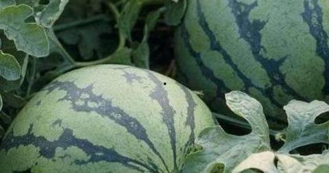 吃瓜帮找,网络舆论场中的“瓜农”众生相