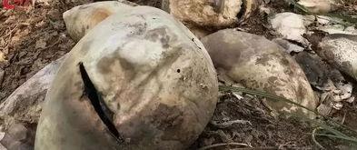 石狮吃瓜事件真相