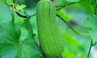 吃拉瓜的益处,养生保健的天然良方