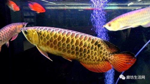 金龙鱼吃瓜视频