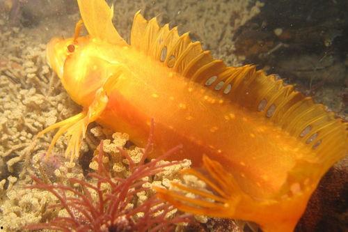 金龙鱼吃瓜视频