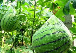 浅禾吃瓜,浅析“吃瓜群众”现象背后的社会心理