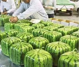 吃瓜群众小邢,揭秘娱乐圈那些事儿