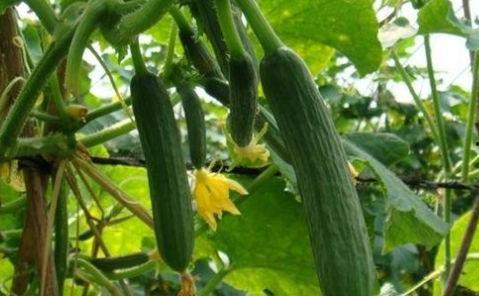 连续吃很多个瓜,连续吃瓜，揭秘娱乐圈那些事儿