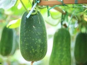 连续吃很多个瓜,连续吃瓜，揭秘娱乐圈那些事儿