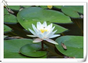 鹿泉铜冶吃瓜,探寻古韵铜都的夏日“吃瓜”风情