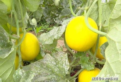 鹿泉铜冶吃瓜,探寻古韵铜都的夏日“吃瓜”风情