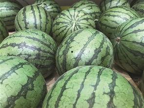 大理吃的地瓜是什么瓜,地瓜的独特风味之谜