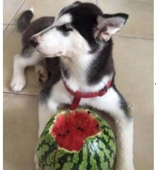 吃瓜吃瓜黄哈温,一场网络热词背后的文化现象