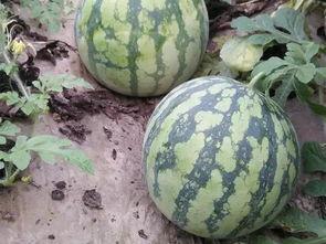 南宁学院吃瓜事件,校园风波背后的真相探寻