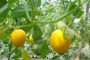 吃伊丽莎白瓜好吗,伊丽莎白瓜的营养价值与美味体验