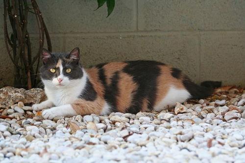 英短吃瓜,揭秘宠物界的“瓜王”