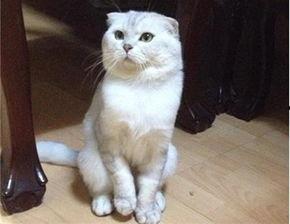 英短吃瓜,揭秘宠物界的“瓜王”