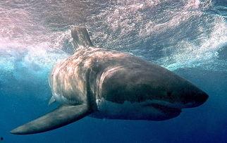 白鲨吃瓜事件,一场海洋奇观引发的生态热议