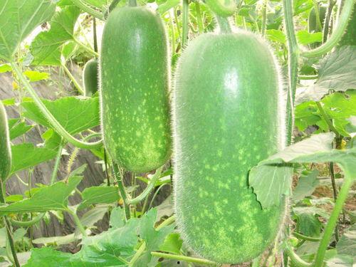 gyl吃瓜,揭秘娱乐圈背后的那些事儿