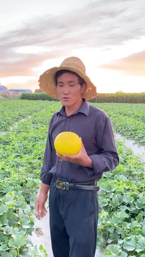 甘肃民勤沙漠蜜瓜送吃瓜,沙漠中的甜蜜馈赠，共享自然美味