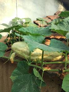 小瓜熟吃有毒吗,揭秘食用熟小瓜的潜在风险