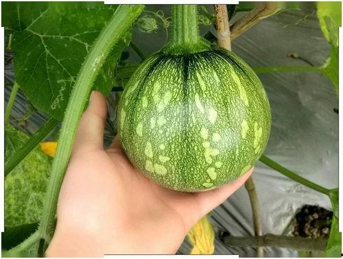 小瓜熟吃有毒吗,揭秘食用熟小瓜的潜在风险