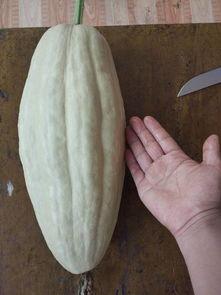 小瓜熟吃有毒吗,揭秘食用熟小瓜的潜在风险