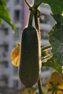 吃毛瓜,探寻传统美食的独特魅力