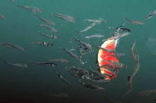 吃瓜网小鱼,娱乐圈幕后那些事儿