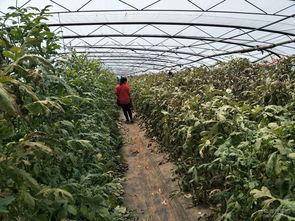 大宋贩子吃瓜,穿越时空的吃瓜传奇