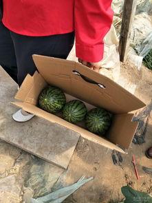 大宋贩子吃瓜,穿越时空的吃瓜传奇